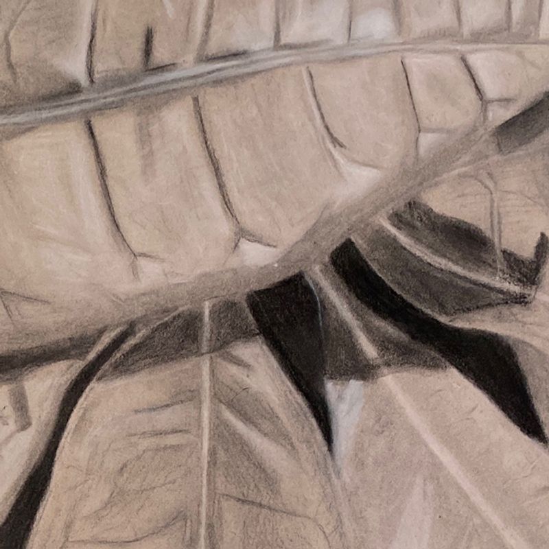 Plant Abstraction Plant Abstraction