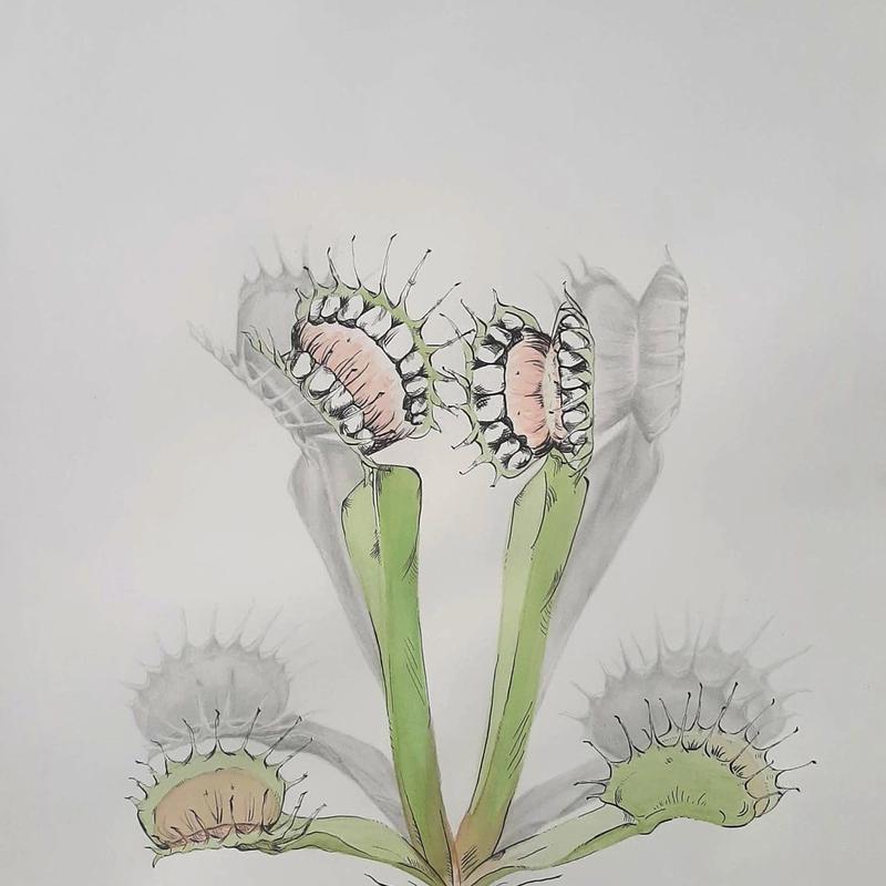 Human Fly Trap Human Fly Trap