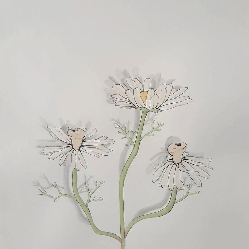 Human Chamomile Flower Human Chamomile Flower