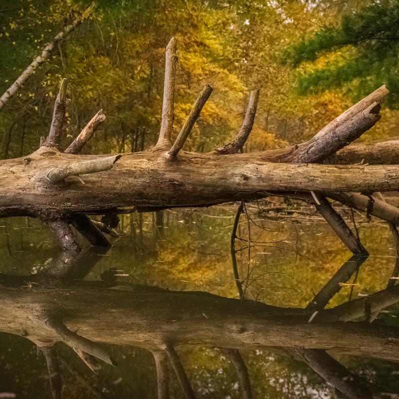 Tranquility Tranquility