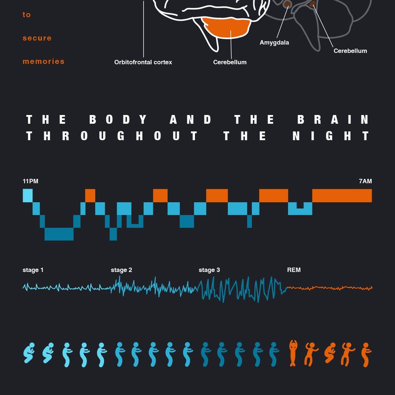 Science of sleep: infographic