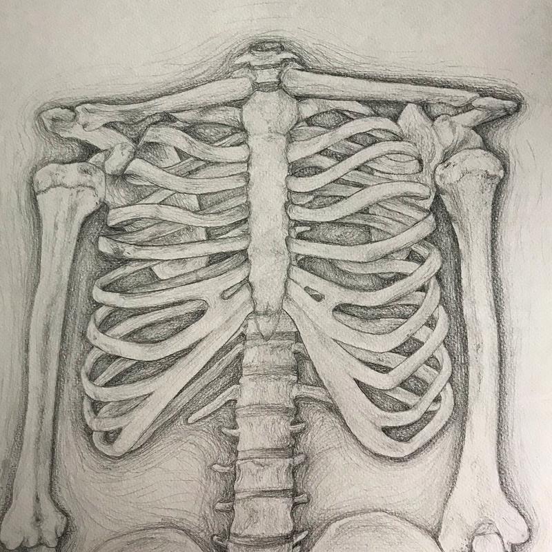 Anatomy Sketch