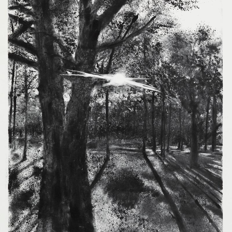 Shaded Woods Shaded Woods