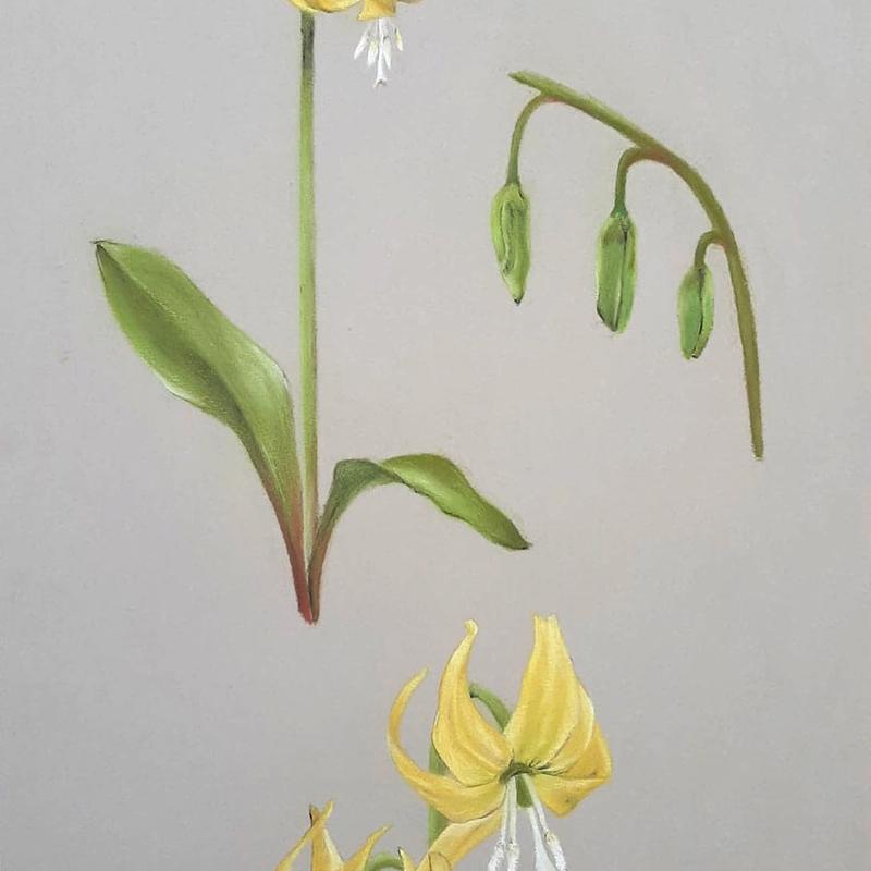 Erythronium Grandiflorum: Snow Lily Erythronium Grandiflorum: Snow Lily