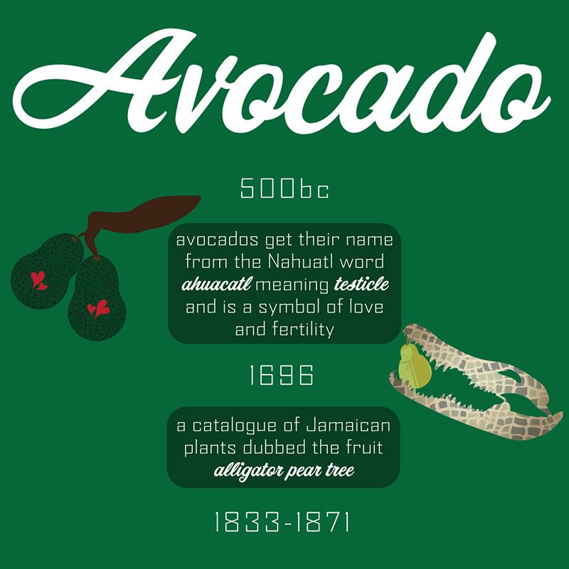 Avocado Timeline Avocado Timeline