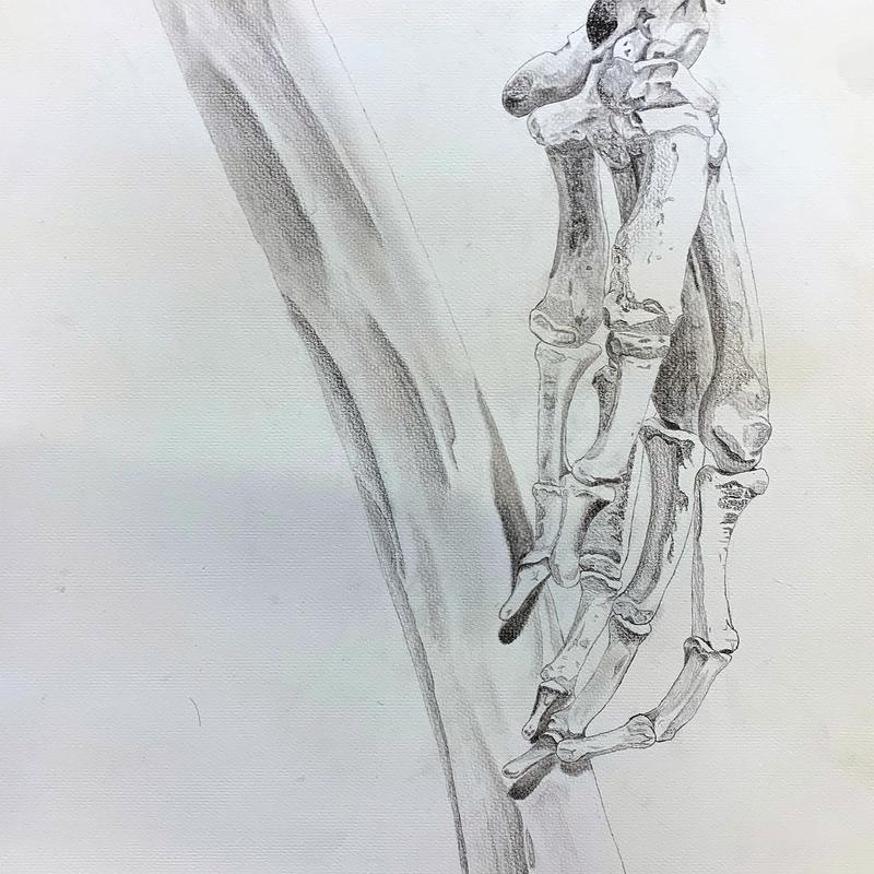 Anatomy Study Anatomy Study