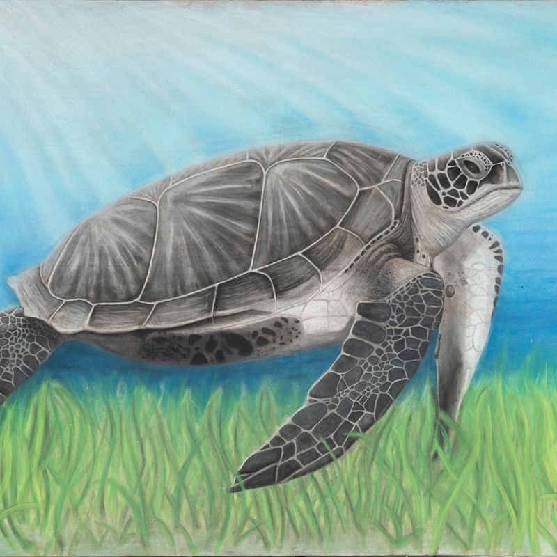 Green Sea Turtle Green Sea Turtle