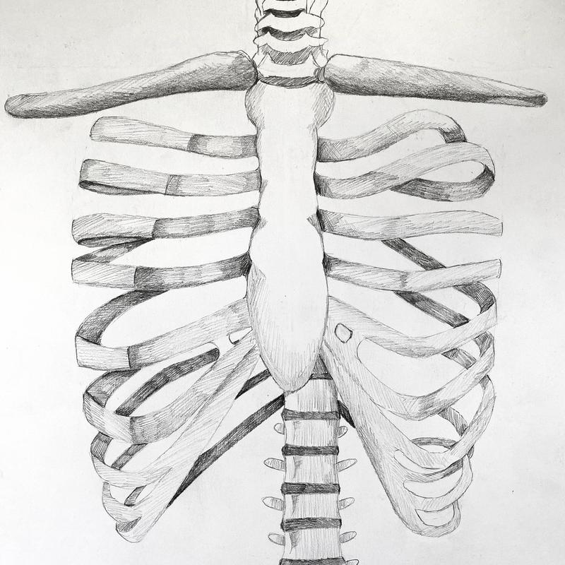 Anatomy Sketch Anatomy Sketch