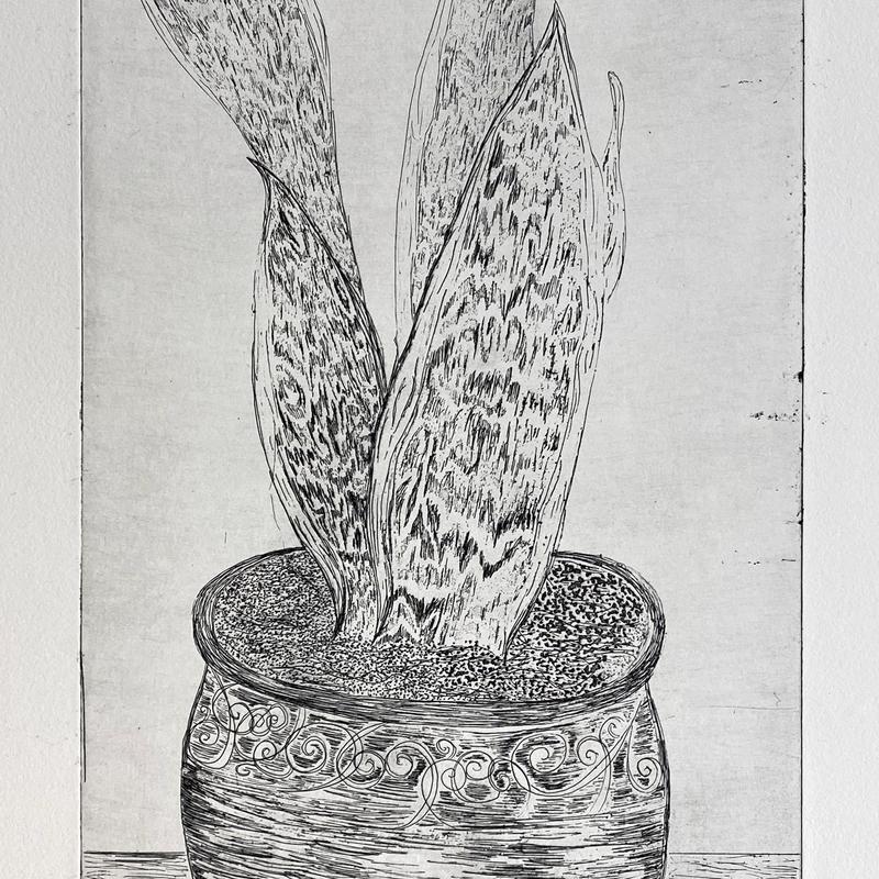 Snake Plant Snake Plant