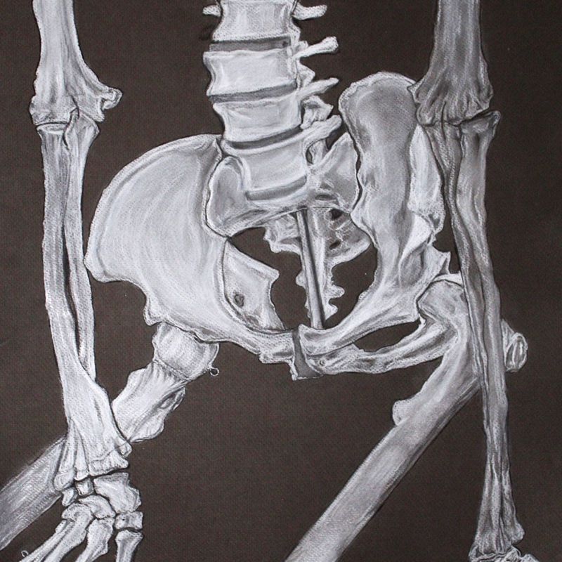 Anatomy Sketch Anatomy Sketch