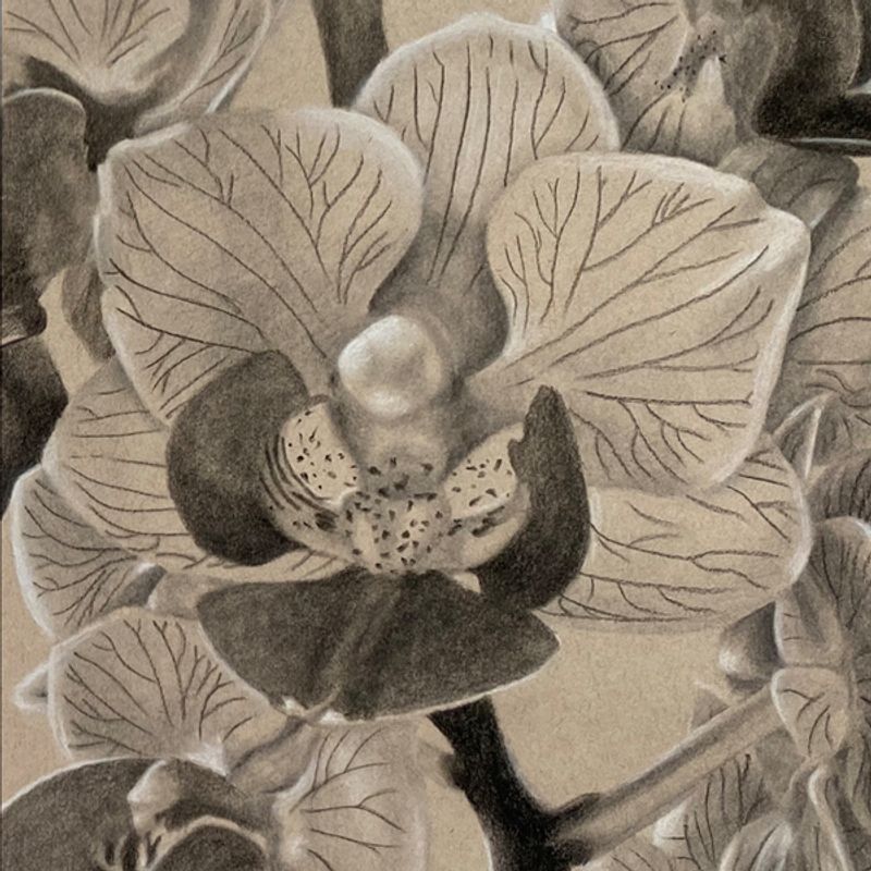 My Mother's Orchids My Mother's Orchids