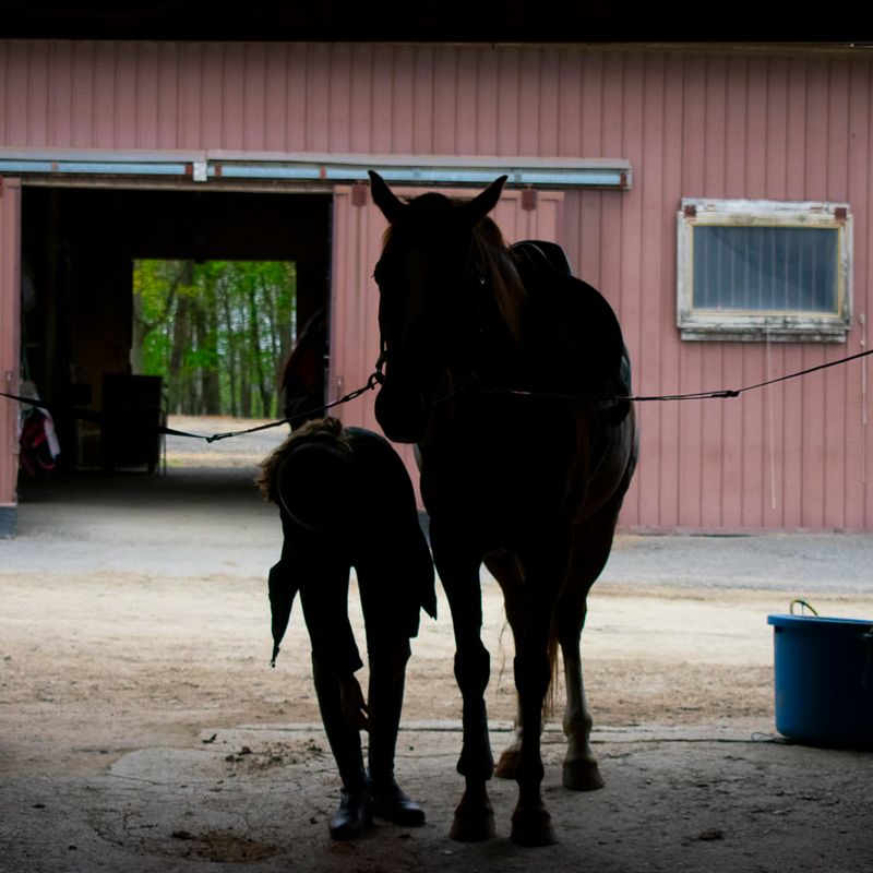 In the Stable In the Stable