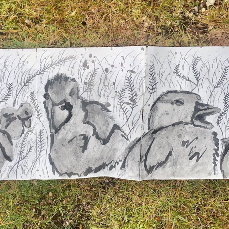 Duck Duck Tout! Duck Duck Tout!