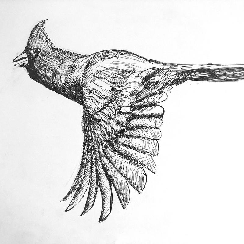 Bird in Flight