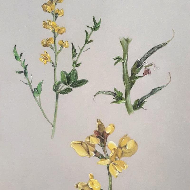 Thermopsis Divaricarpa: Golden Banner Thermopsis Divaricarpa: Golden Banner