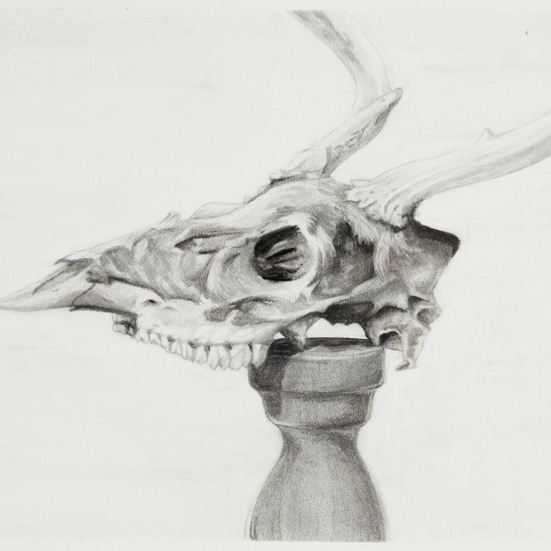 Deer Skull Study