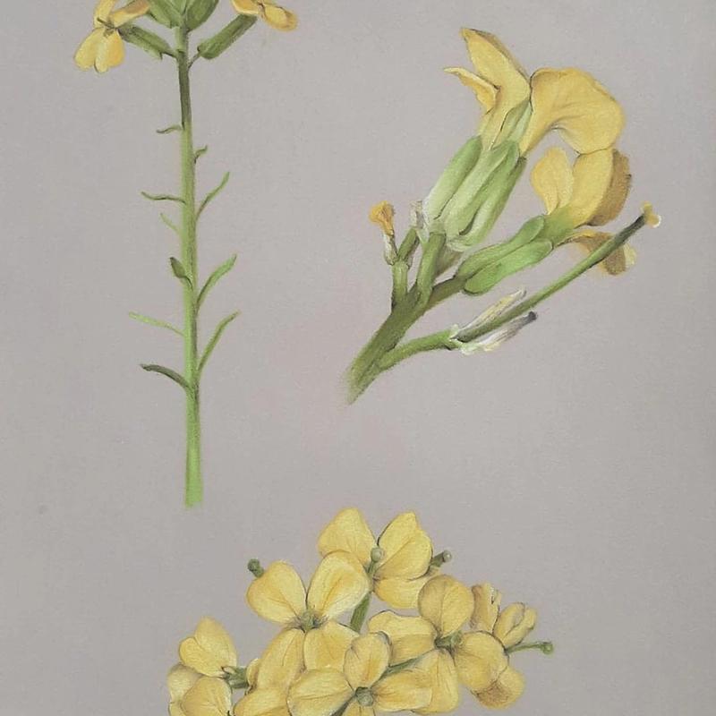 Erysimum Capitatum: Western Wallflower Erysimum Capitatum: Western Wallflower