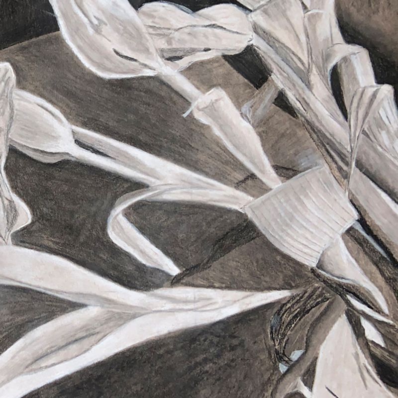 Plant Abstraction Plant Abstraction