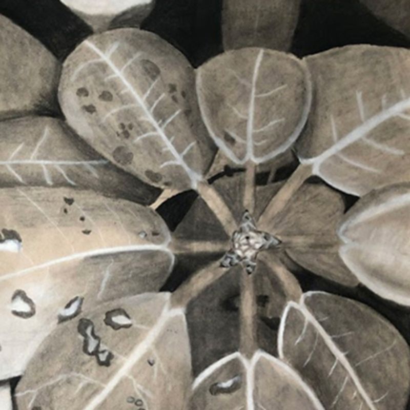 Plant Abstraction Plant Abstraction