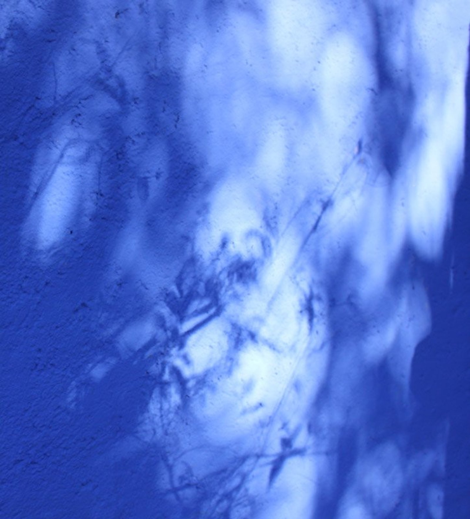 Ombre de branches sur le mur d'atelier de Frida