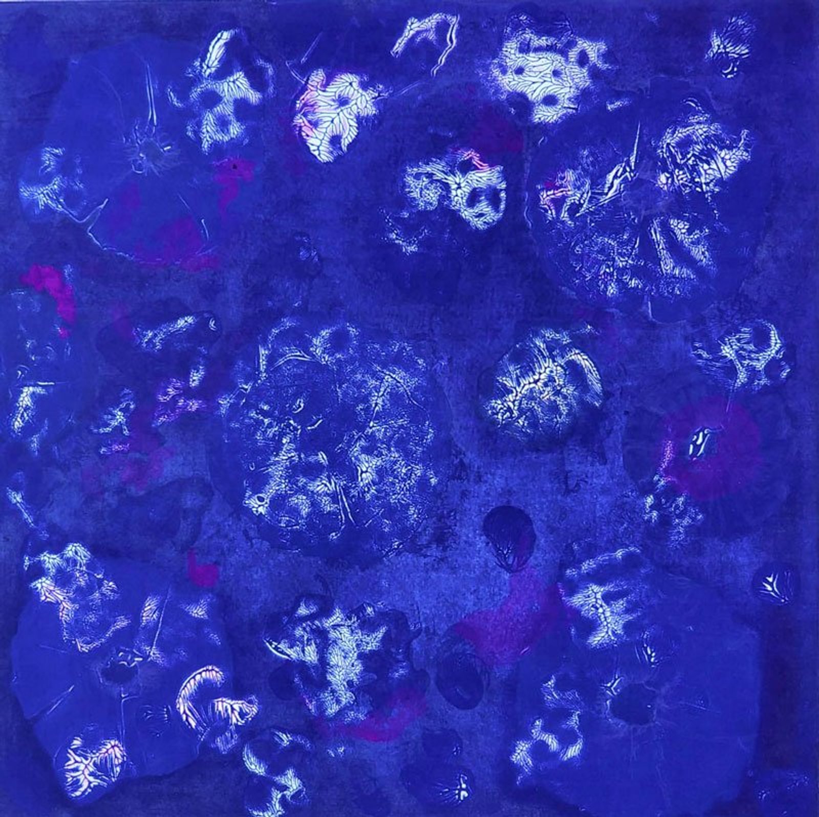 Anémones Sea Flowers Blue