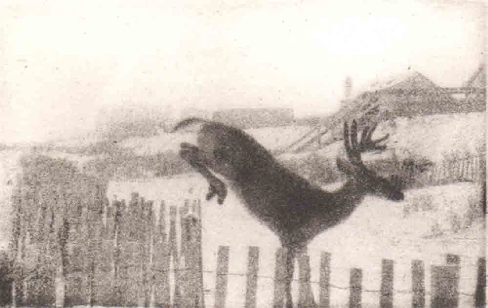 Jumping Deer