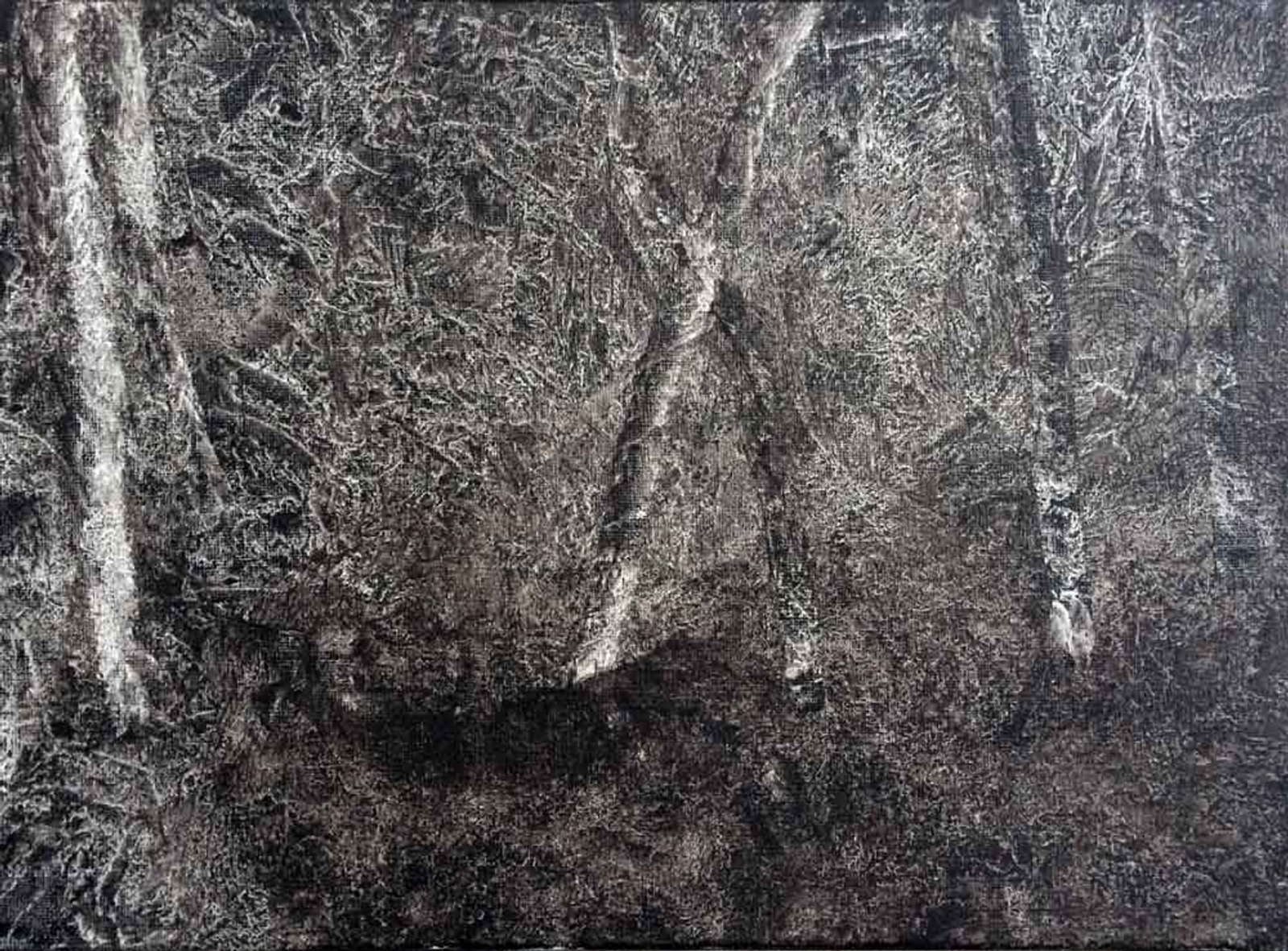 Forêt de Bouleaux