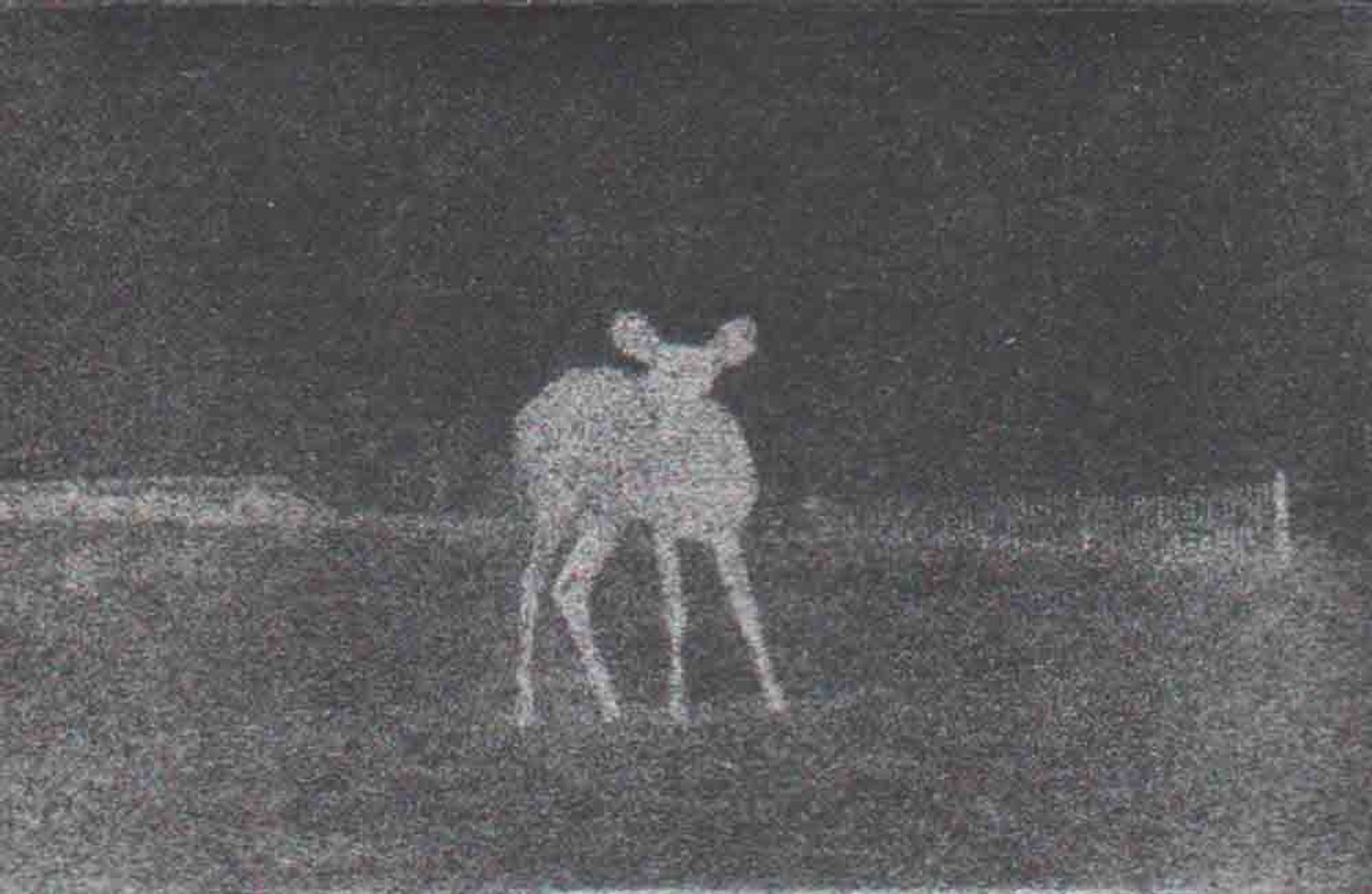 Deer at Night