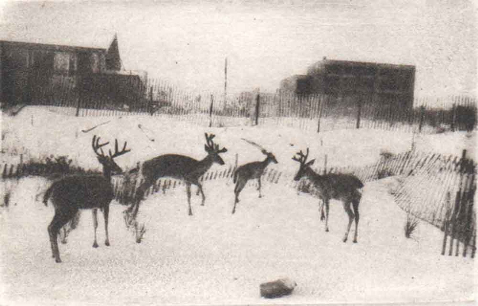 Group of Deer | Fire Island