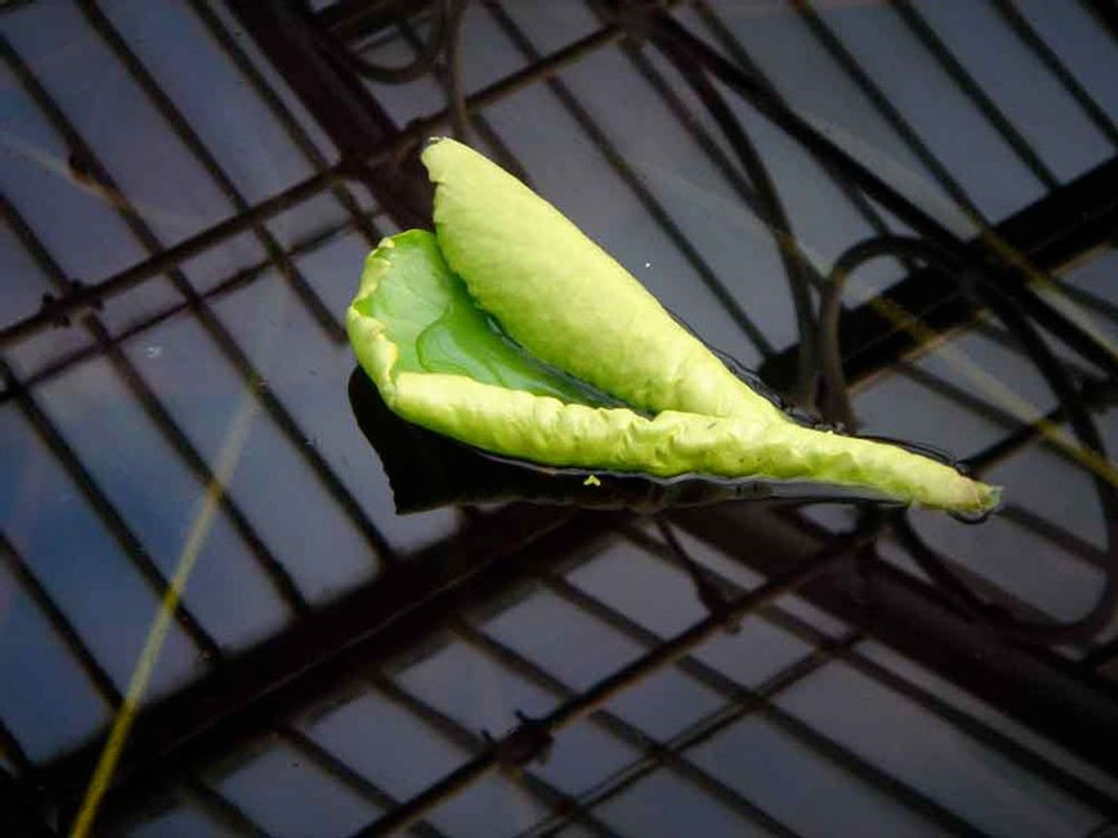 Birth of Victoria Amazonica