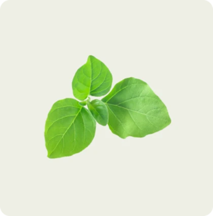 ashwaganda