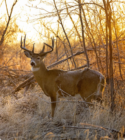 Lake country coop outdoors in Nipawin, Saskatchewan