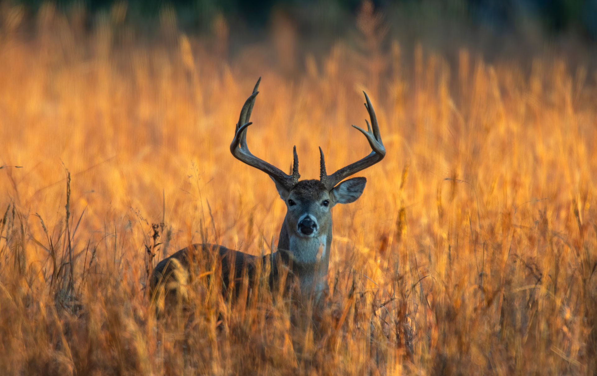 whitetail deer hunting