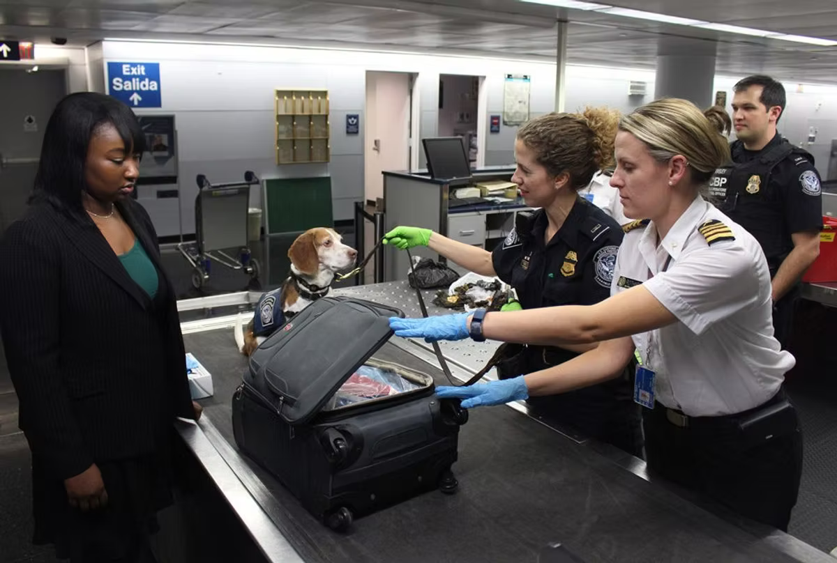 Customs officers in uniform search an open suitcase on an inspection bench while a detector beagle sits on the counter and a traveller looks on.