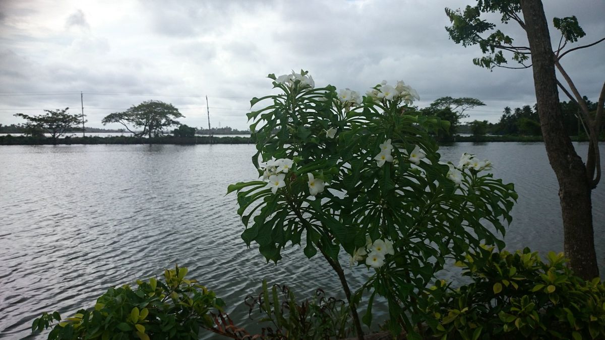 Kerala backwaters near Kochi, similar to the setting of the Kumbalangi Nights house