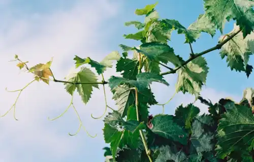 Shinano grapes on the vine at Magical Grapes farm in Ventura county