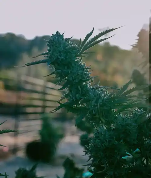 Cannabis flower growing under the sun in Penn Valley, CA