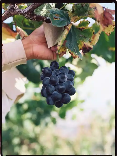Grapes growing at Delights Farm in Penn Valley, California for organic candy