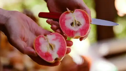 Pink Pearl apples from Stan Devoto's farm