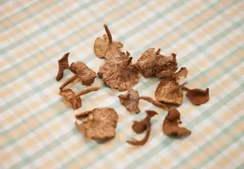 Candy cap mushrooms lie on a picnic blanket for Rose Los Angeles thc gummy video shoot.