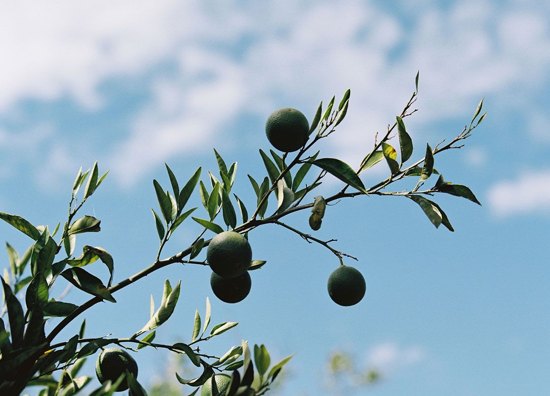 Delights Farm limes growing on a branch
