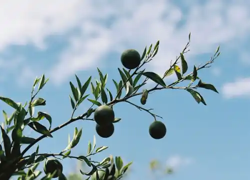 Delights Farm limes growing on a branch