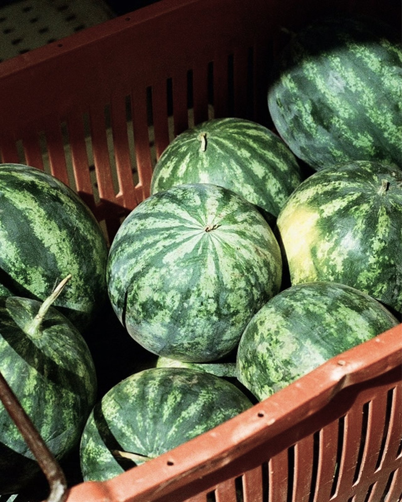 Watermelon in harvest box