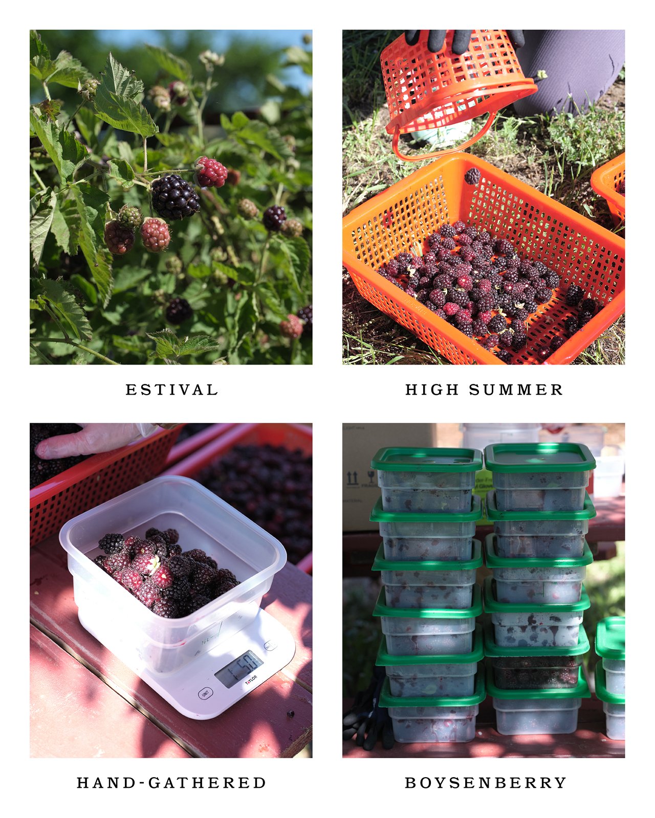 4 image grid of boysenberry on vine, harvested, weighed, packaged