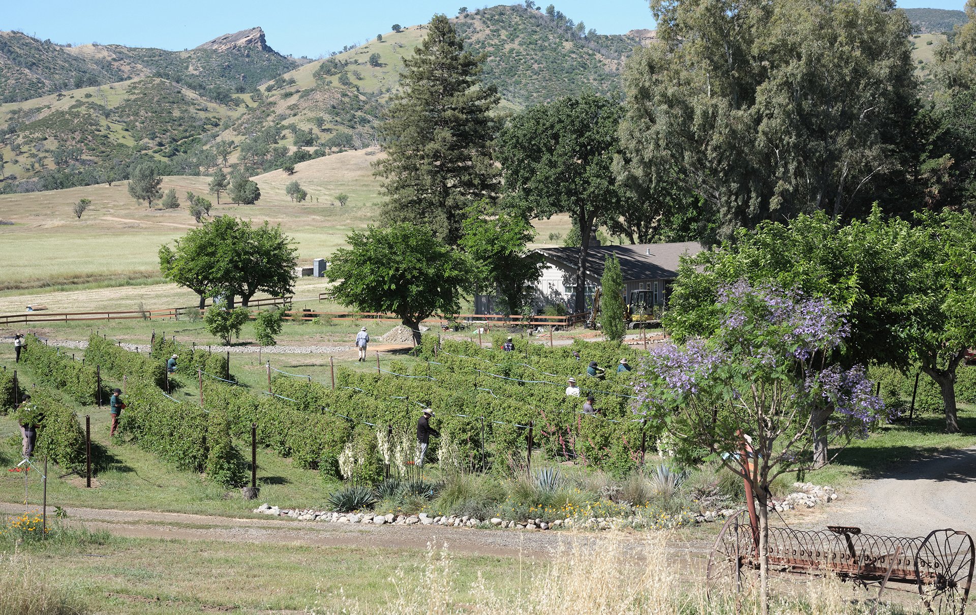 Blue ridge farm, CA
