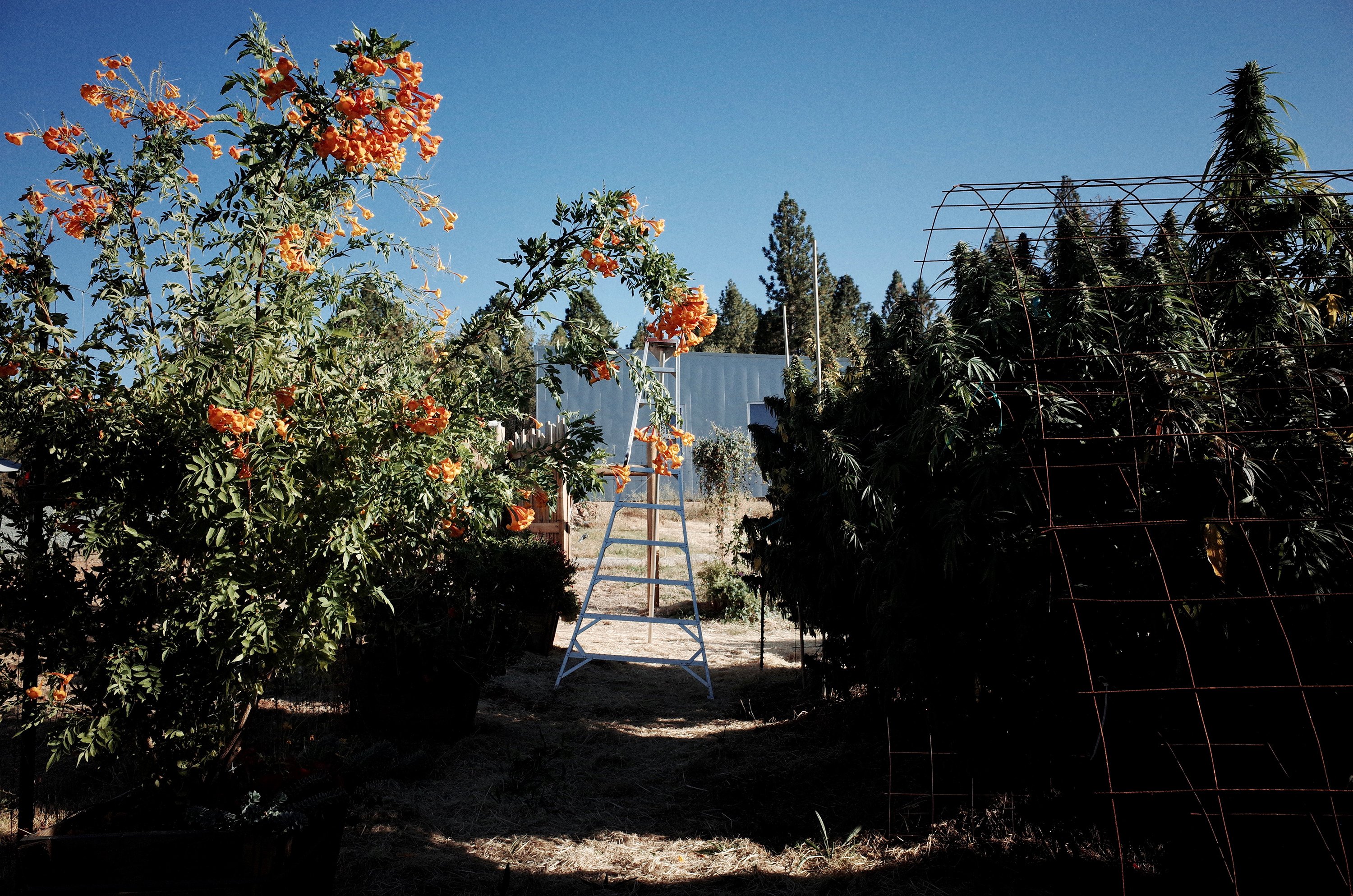 Rose farm in Penn Valley, CA
