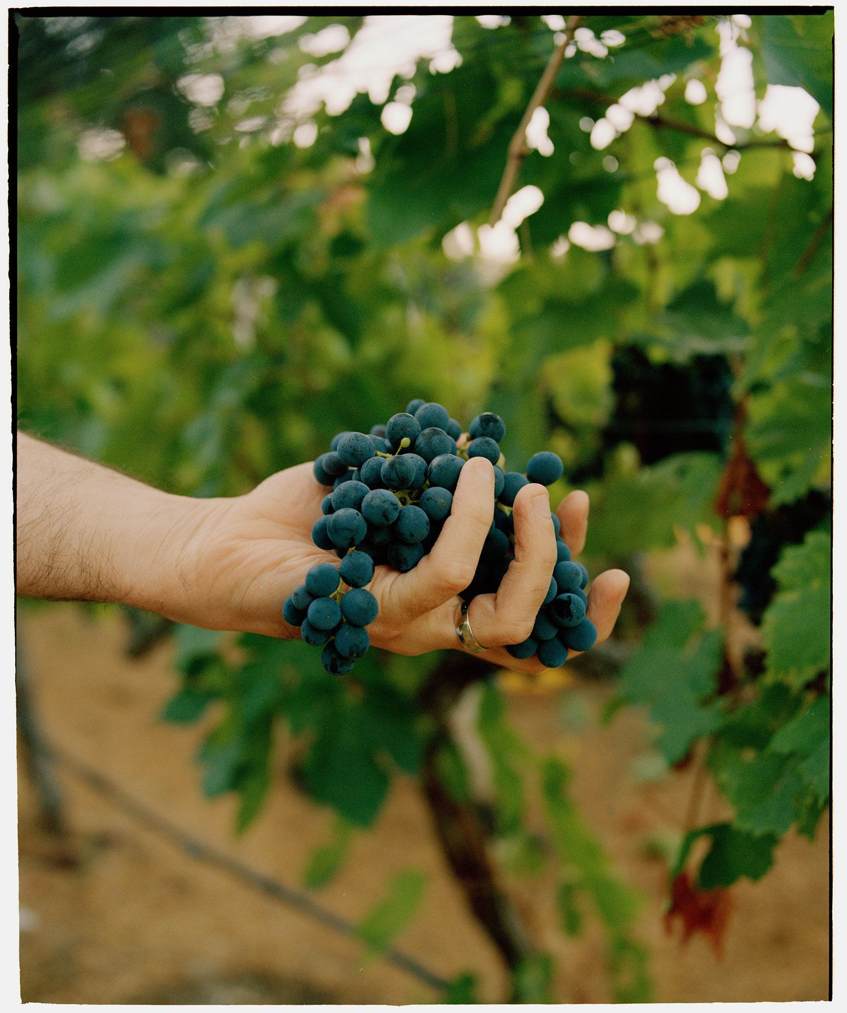 Stagiaire Sangiovese grapes held in hand growing on vine.