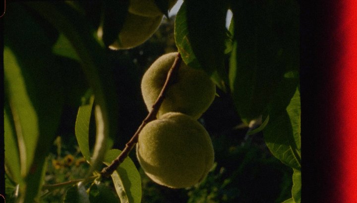 Farm peach hang on a tree