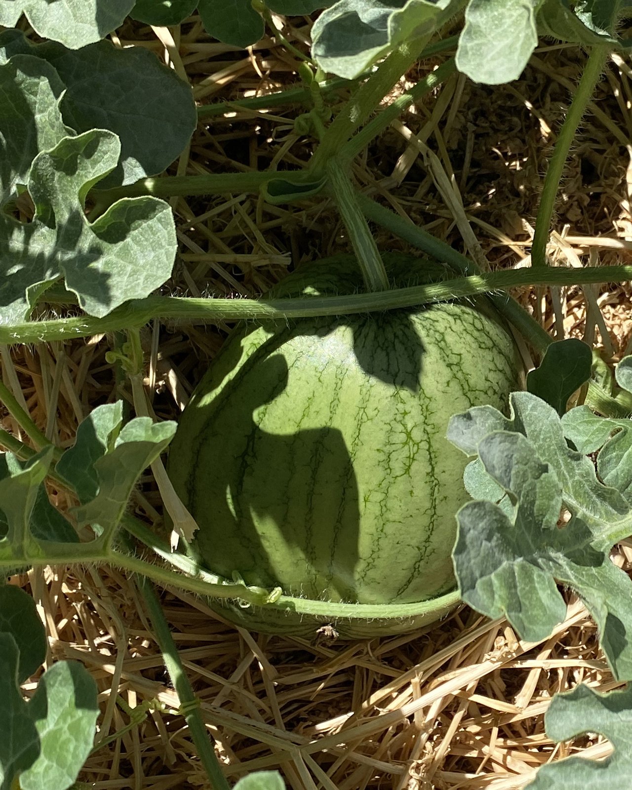 Watermelon on vine