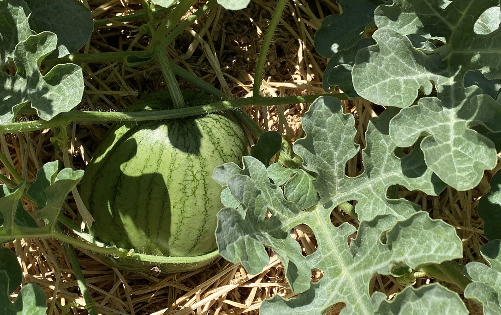 Watermelon growing on vine.